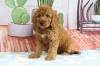 Kloe, a female Miniature Goldendoodle for sale in Baltic, OH – 2 of 3