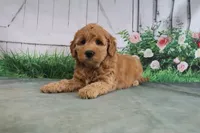 Tesa, a female Goldendoodle for sale in Baltic, OH – 4 of 4