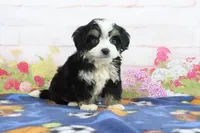 Logan, a male Miniature Bernedoodle for sale in Baltic, OH – 4 of 4