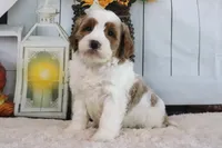 Bella, a female Miniature Goldendoodle for sale in Baltic, OH – 2 of 4