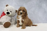 Alisha, a female Miniature Goldendoodle for sale in Baltic, OH – 3 of 5