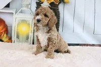 Fifi, a female Miniature Goldendoodle for sale in Baltic, OH – 4 of 4