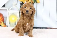 Fallon, a male Miniature Goldendoodle for sale in Baltic, OH – 3 of 4
