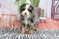 Sarge, a male Miniature Bernedoodle for sale in Baltic, OH – 1 of 4