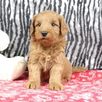 Buddy, a male Goldendoodle for sale in Baltic, OH – Photo 2 of 4