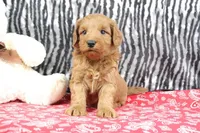 Buddy, a male Goldendoodle for sale in Baltic, OH – Photo 2 of 4