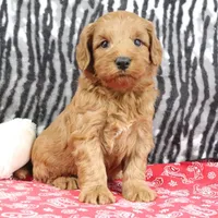 Buddy, a male Goldendoodle for sale in Baltic, OH – Photo 4 of 4