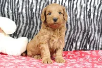 Buddy, a male Goldendoodle for sale in Baltic, OH – Photo 4 of 4