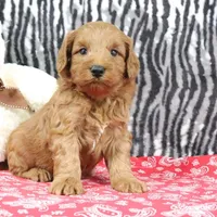 Buddy, a male Goldendoodle for sale in Baltic, OH – Photo 3 of 4