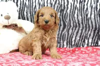 Buddy, a male Goldendoodle for sale in Baltic, OH – Photo 3 of 4