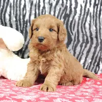 Buddy, a male Goldendoodle for sale in Baltic, OH – Photo 1 of 4