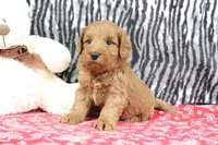 Buddy, a male Goldendoodle for sale in Baltic, OH – Photo 1 of 4