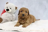Annie, a female Miniature Goldendoodle for sale in Baltic, OH – 4 of 4