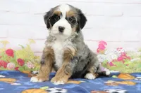 Libby, a female Miniature Bernedoodle for sale in Baltic, OH – 3 of 4