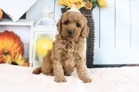 Brunzo, a male Miniature Goldendoodle for sale in Baltic, OH – 4 of 4