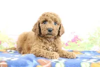 Flash, a male Miniature Goldendoodle for sale in Baltic, OH – 3 of 5