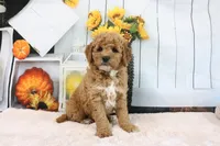 Cliff, a male Miniature Goldendoodle for sale in Baltic, OH – 7 of 8