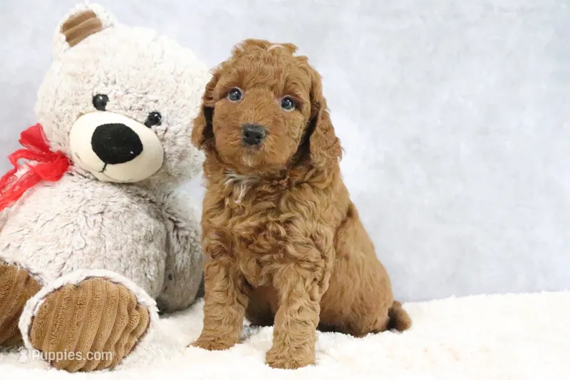 Abby – Miniature Goldendoodle puppy for sale in Baltic, OH