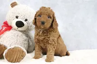Abby, a female Miniature Goldendoodle for sale in Baltic, OH – 1 of 4