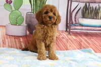 Kona, a female Miniature Goldendoodle for sale in Baltic, OH – 2 of 4