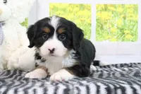 Raine, a female Miniature Bernedoodle for sale in Baltic, OH – 5 of 5