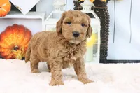 Fido, a male Miniature Goldendoodle for sale in Baltic, OH – 4 of 4