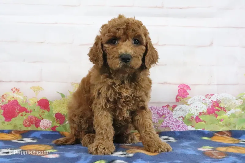 Fido – Miniature Goldendoodle puppy for sale in Baltic, OH