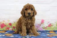 Fido, a male Miniature Goldendoodle for sale in Baltic, OH – 1 of 4
