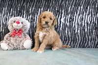 Cliff, a male Miniature Goldendoodle for sale in Baltic, OH – 3 of 4