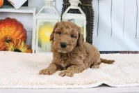 Fido, a male Miniature Goldendoodle for sale in Baltic, OH – 2 of 4