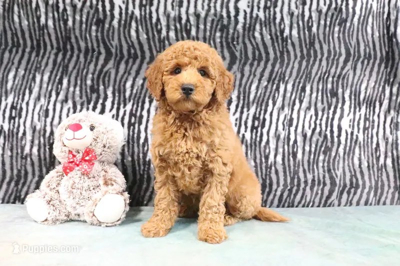 Annie – Miniature Goldendoodle puppy for sale in Baltic, OH