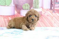 Hazel, a female Miniature Goldendoodle for sale in Baltic, OH – 3 of 5