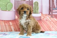 Holly, a female Miniature Goldendoodle for sale in Baltic, OH – 4 of 4