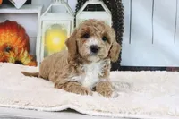 Fifi, a female Miniature Goldendoodle for sale in Baltic, OH – 2 of 4