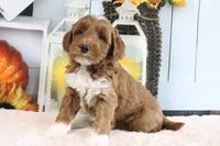 Bailey, a female Miniature Goldendoodle for sale in Baltic, OH – 3 of 5