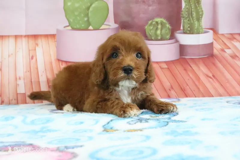 Hank – Miniature Goldendoodle puppy for sale in Baltic, OH