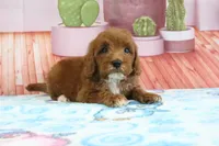 Hank, a male Miniature Goldendoodle for sale in Baltic, OH – 1 of 5