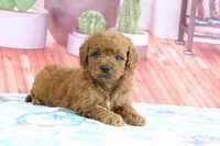 Pete, a male Miniature Goldendoodle for sale in Baltic, OH – 2 of 4