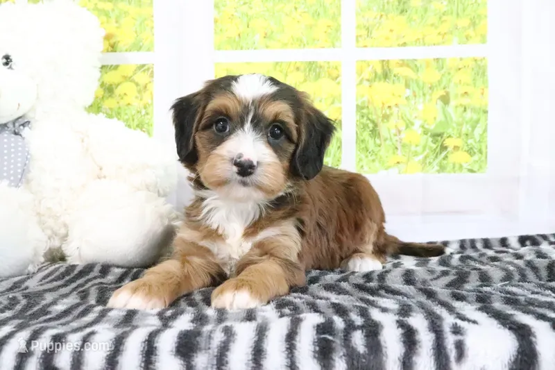 Rhett – Miniature Bernedoodle puppy for sale in Baltic, OH