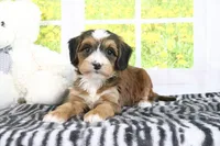 Rhett, a male Miniature Bernedoodle for sale in Baltic, OH – 1 of 4