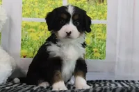 Raine, a female Miniature Bernedoodle for sale in Baltic, OH – 1 of 5