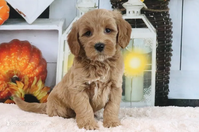 Lilac – Miniature Goldendoodle puppy for sale in Baltic, OH