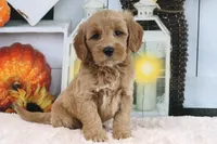 Lilac, a female Miniature Goldendoodle for sale in Baltic, OH – 1 of 4