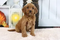 Layla, a female Miniature Goldendoodle for sale in Baltic, OH – 3 of 4