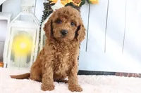 Murphy, a male Miniature Goldendoodle for sale in Baltic, OH – 2 of 4