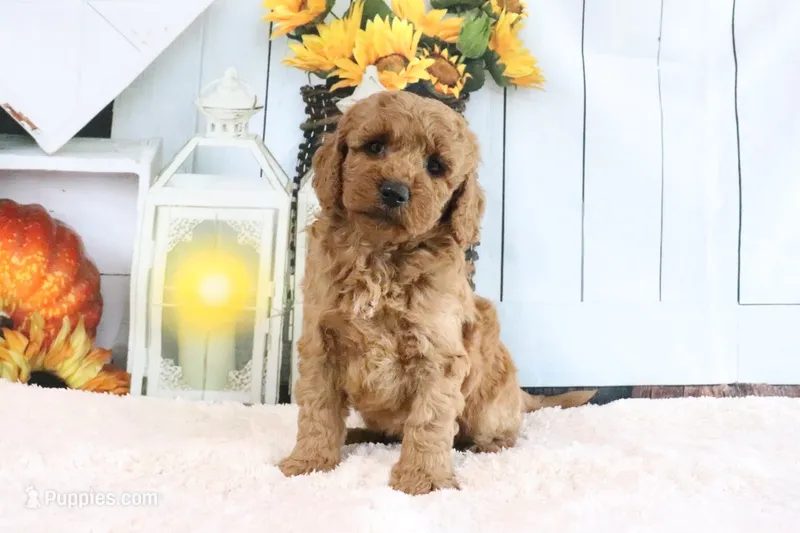 Brunzo – Miniature Goldendoodle puppy for sale in Baltic, OH