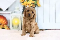Brunzo, a male Miniature Goldendoodle for sale in Baltic, OH – 1 of 4