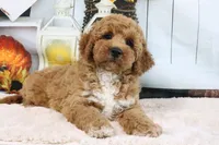 Clinton, a male Miniature Goldendoodle for sale in Baltic, OH – 8 of 8