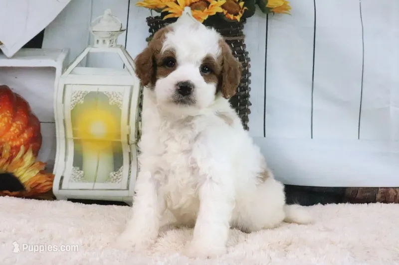 Blake – Miniature Goldendoodle puppy for sale in Baltic, OH