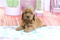 Pansey, a female Miniature Goldendoodle for sale in Baltic, OH – 3 of 4